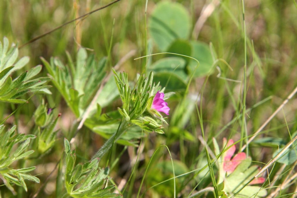 Geranium pusillum?  No, Geranium dissectum